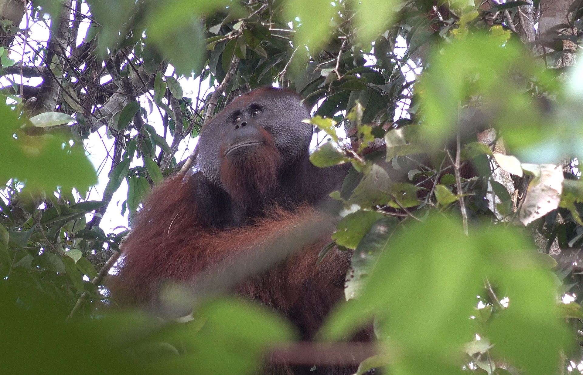 Kalaweit sanctuary, Borneo.